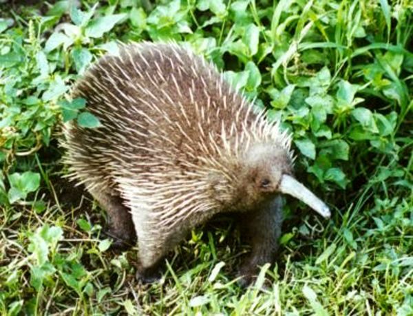 Photo of Western Long-beaked Echidna (Zaglossus bruijnii)