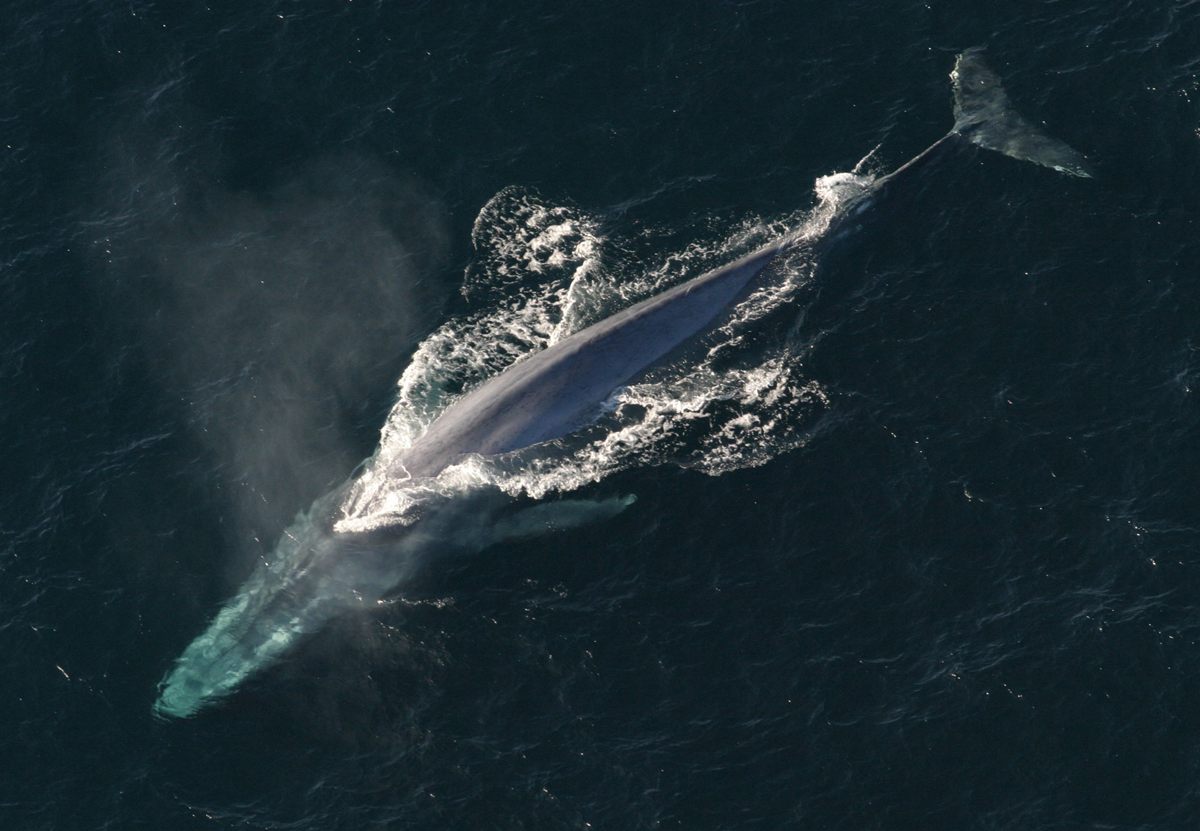 Photo of Blue Whale (Balaenoptera musculus)