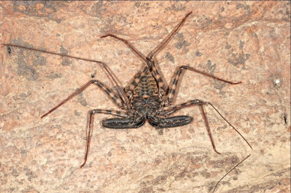 Photo of Tanzanian Giant Whip Spider (Damon diadema)