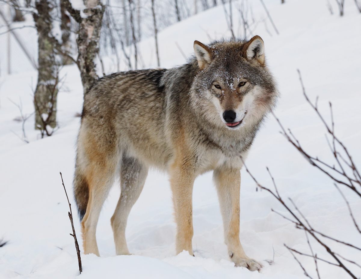 Photo of Gray Wolf (Canis lupus)