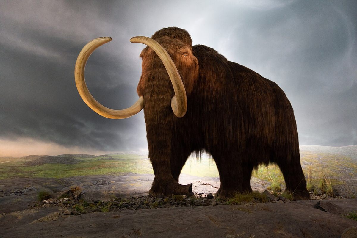 Photo of Woolly Mammoth (Mammuthus primigenius)