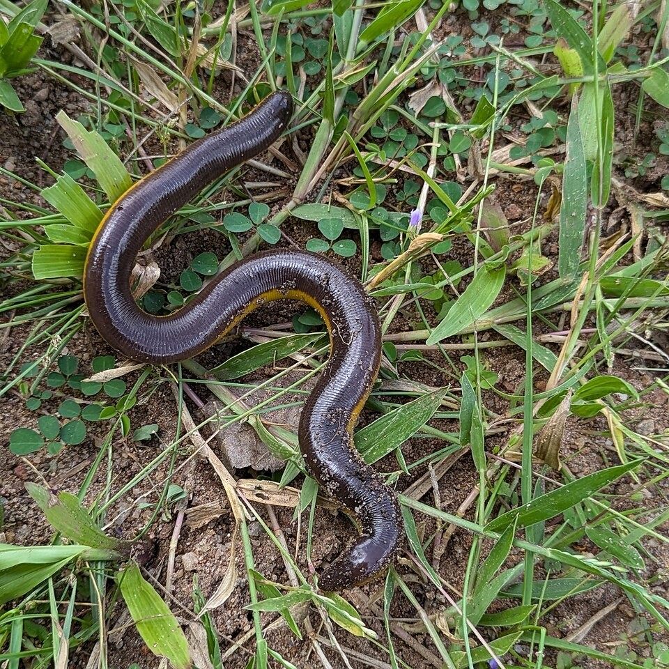 Photo of Three-colored Caecilian (Ichthyophis tricolor)