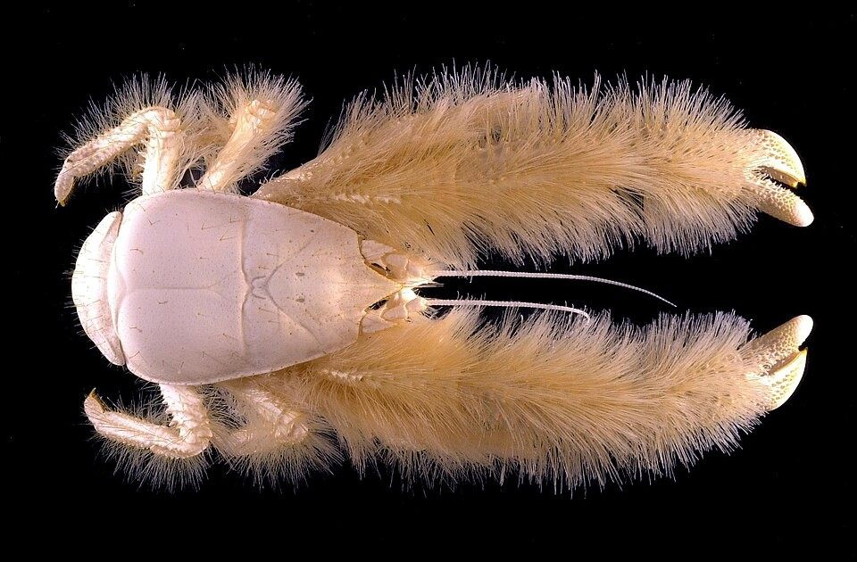 Photo of Yeti Crab (Kiwa hirsuta)