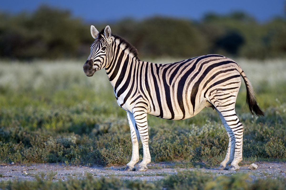 Photo of Plains Zebra (Equus quagga)