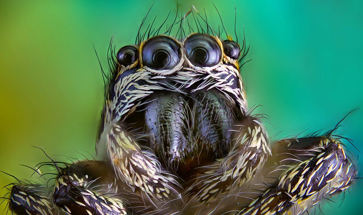 Photo of Zebra Jumping Spider (Salticus scenicus)