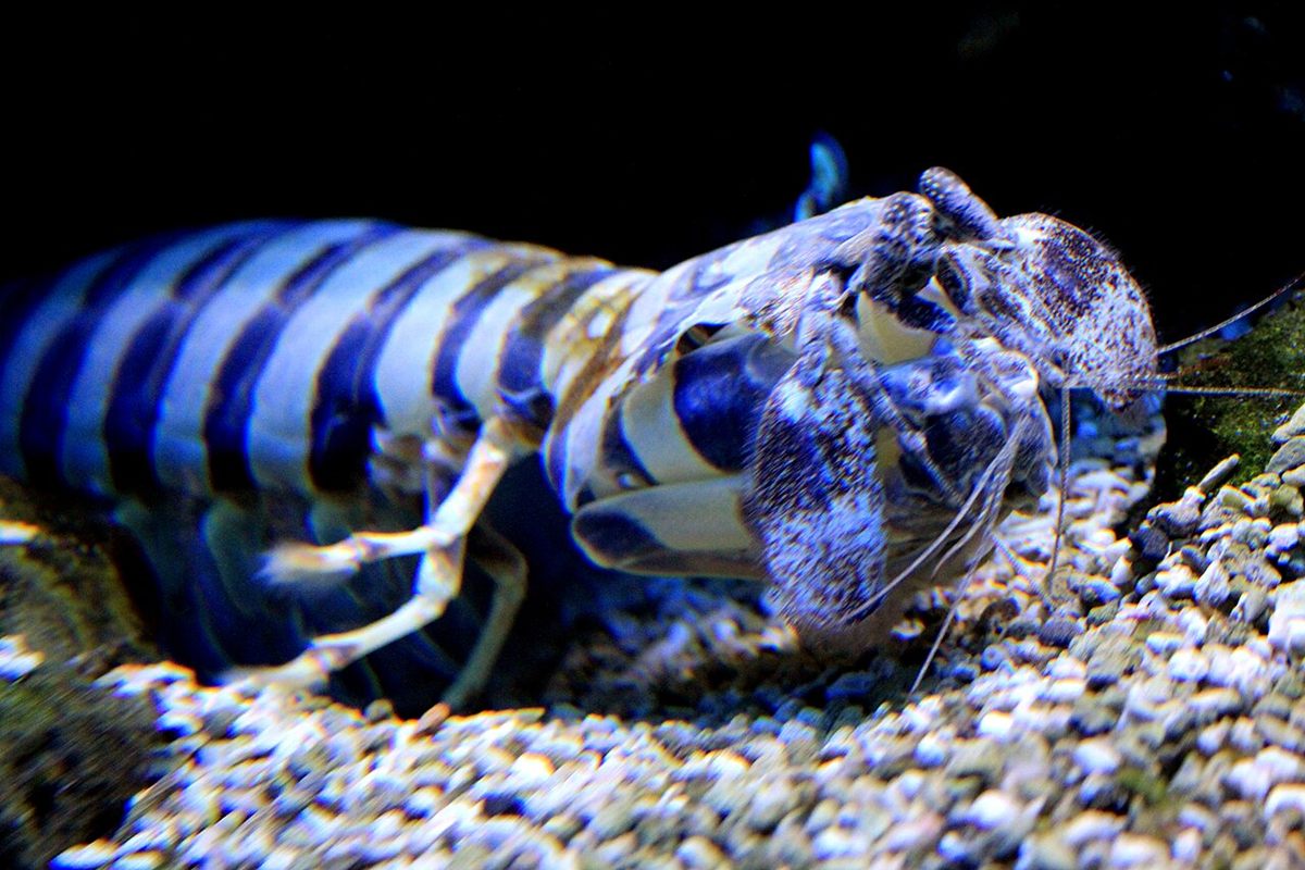 Photo of Zebra Mantis Shrimp (Lysiosquillina maculata)