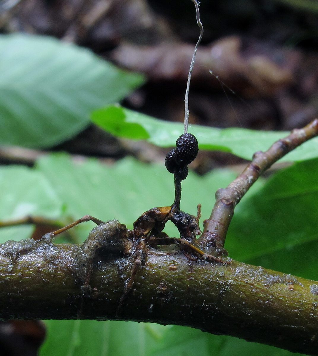 Photo of Zombie Ant Fungus (Ophiocordyceps unilateralis)